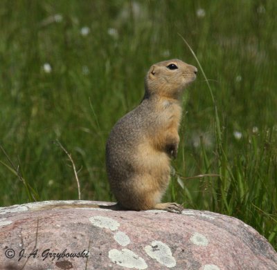 Richardson's Ground Squirrel (Urocitellus richardsonii)