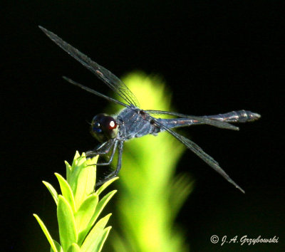 Seaside Dragonlet (Erythrodiplax berenice)