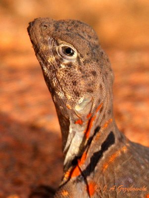 Eastern Collared Lizard (Crotophytus collaris collaris)