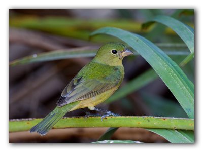 Passerin nonpareil_femelle