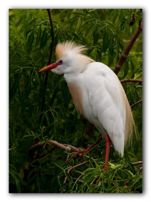 Oiseaux_Floride_2011