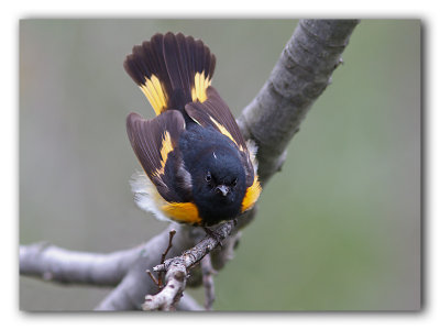 Paruline flamboyante