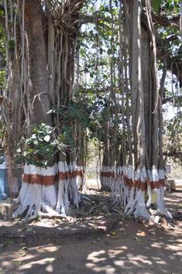 banyan tree.JPG