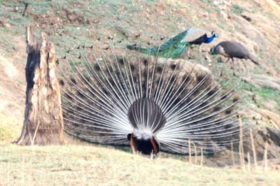 peacock mating dance.JPG