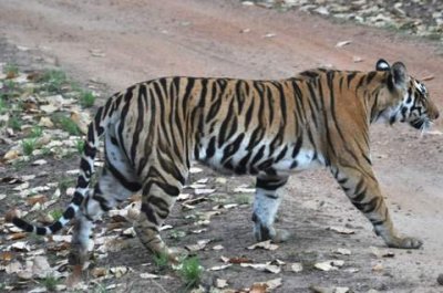 kanha_and_pench_national_parks