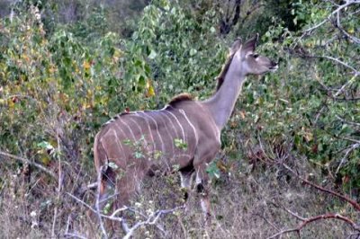 female kudu.JPG