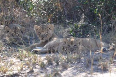 lion cubs.JPG