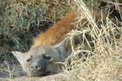 female hyena at her den site.JPG