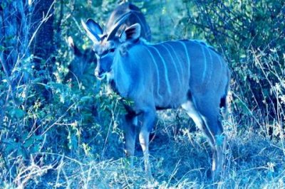 young male kudu.JPG