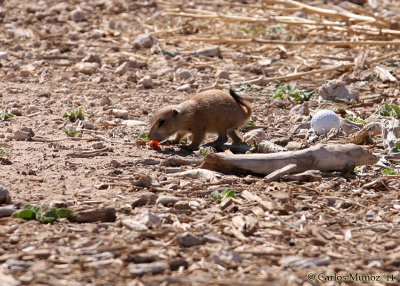 Prairie Dog Town