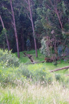 Forest Around Parque de Sal.jpg