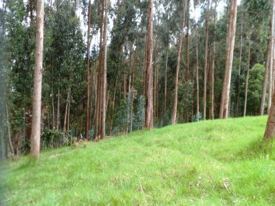 Forest in South Zipaquira.jpg