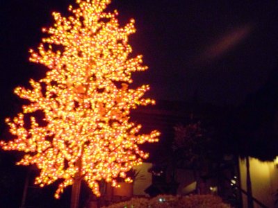 Christmas Tree at Hato Viejo.jpg