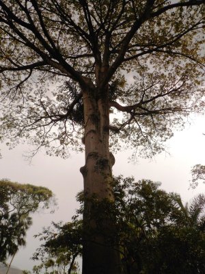 Tree Near Estacion del Tren - Jardin Botanico.jpg