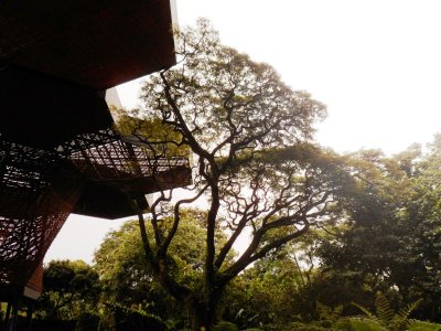 Trees in El Orquideorama - Jardin Botanicao de Medellin.jpg