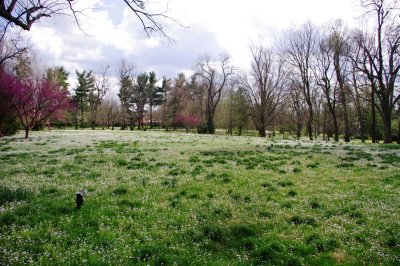 Ashland Plantation Fields - Henry Clay Estate.jpg