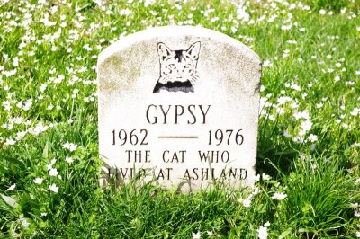 Gypsy - Henry Clay Estate Resident Cat.jpg