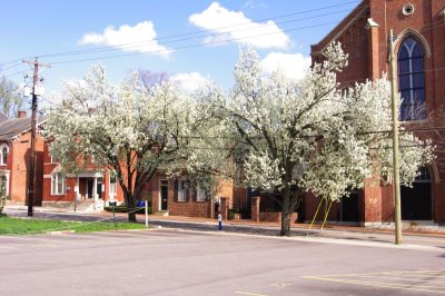 Trees Blooming - Henry Clay's Law Office.jpg