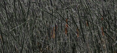 Black Reeds