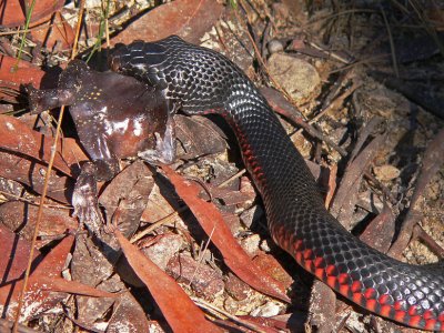 Red-bellied Black Snake 2
