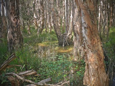 Paperbark Swamp