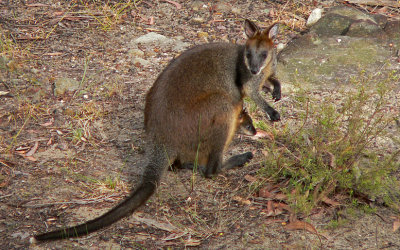 On the Wallaby or Two