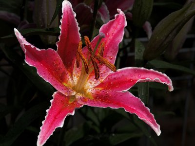 Superbright Flowery Thingo