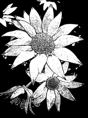 Flannel Flower 4