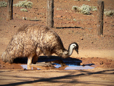 Emu and the Mirror