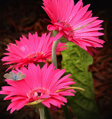 The Moth and the Gerbera
