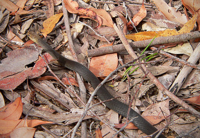 Black Bellied Swamp Snake