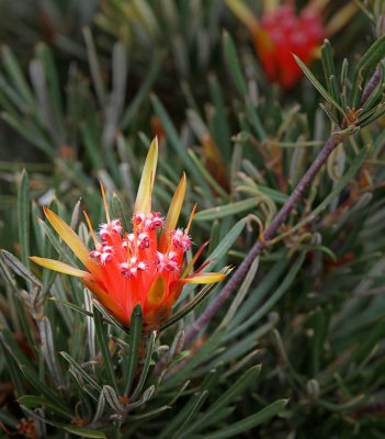 Mountain Devil Flower