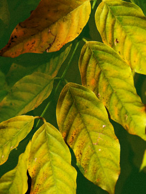 Leafy Thingo