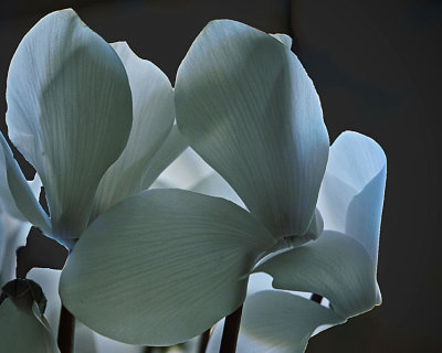 Cyclamen 1