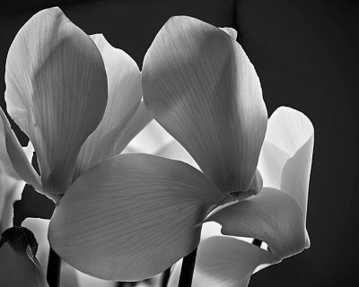 Cyclamen 1 BW