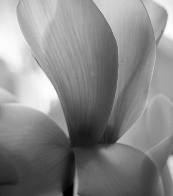 Cyclamen 2 BW