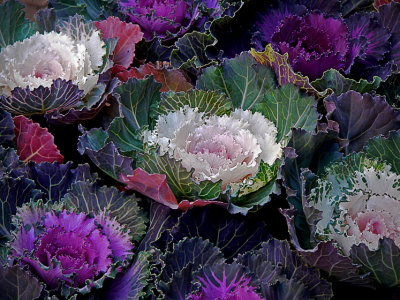 Cabbage Going to the Party