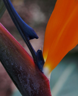 Strelitzia  1