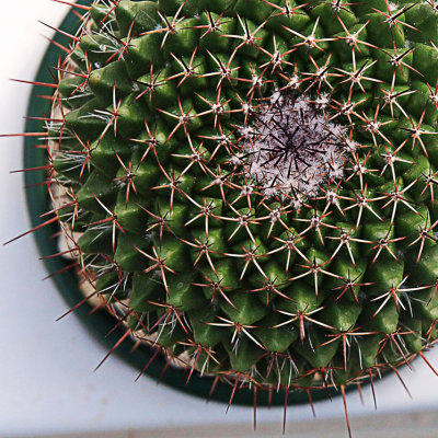 Spike