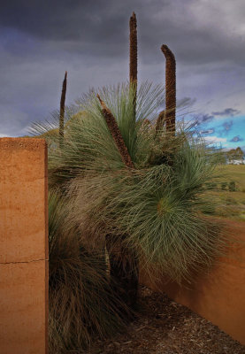 Grass Tree - Concrete Wall