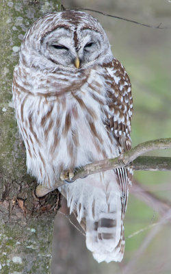 Chouette rayée - Barred Owl
