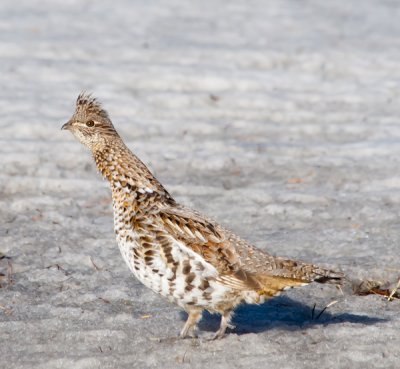 Gélinotte huppée - Ruffed Grouse