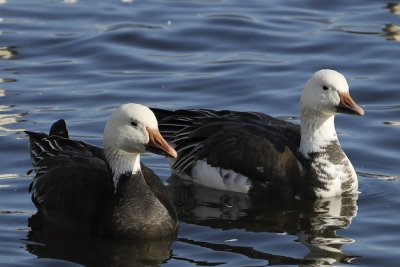 Oie des neiges forme bleue. - Snowy Geese Blue form
