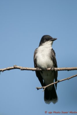 Tyran tritri - Eastern Kingbird