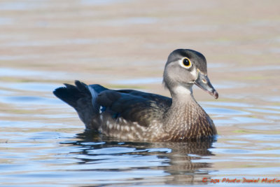 Canard branchu femelle - Wood Duck female