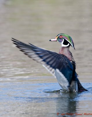 Canard branchu - Wood Duck