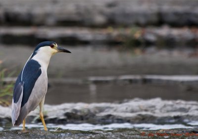 Bihoreau gris - Black-crowned Night-Heron