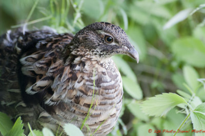 Gélinotte huppée - Ruffed Grouse