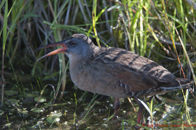 Ornithologie / Birdwatching