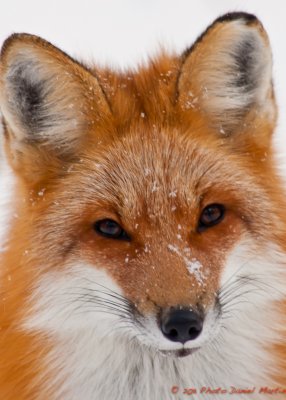 Renard roux - Red Fox